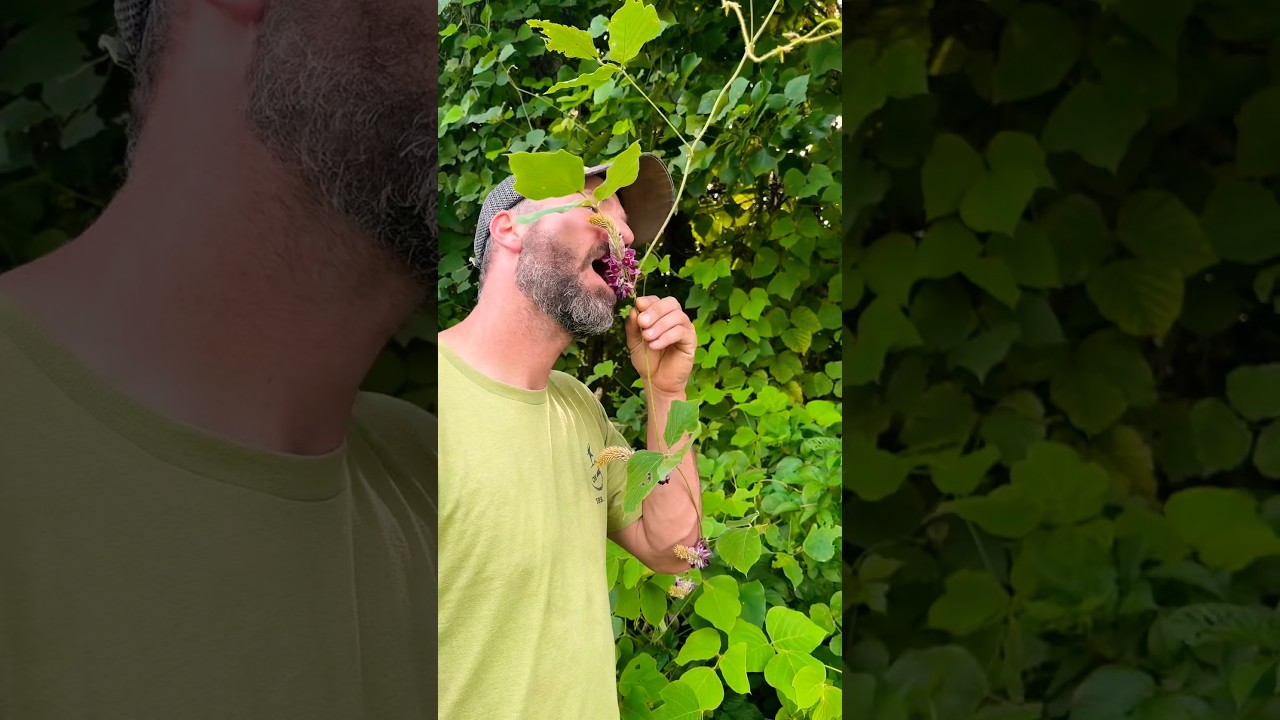 Bet You Didn't Know This About Kudzu!!! #survivalforaging