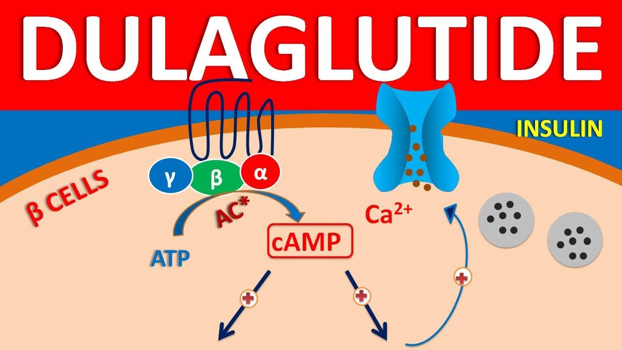 Dulaglutide - Mechanism, side effects, precautions & uses