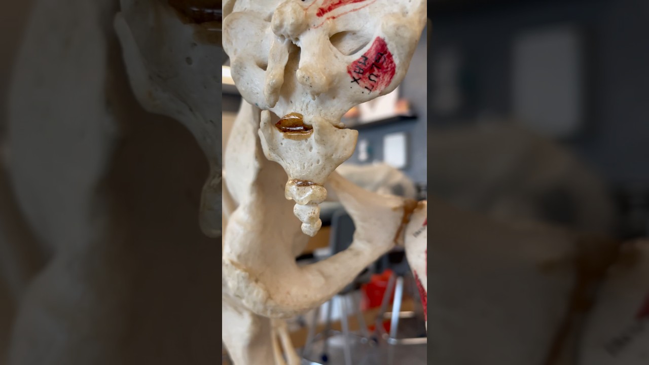 Why You Have a Tailbone! #tail #bone
