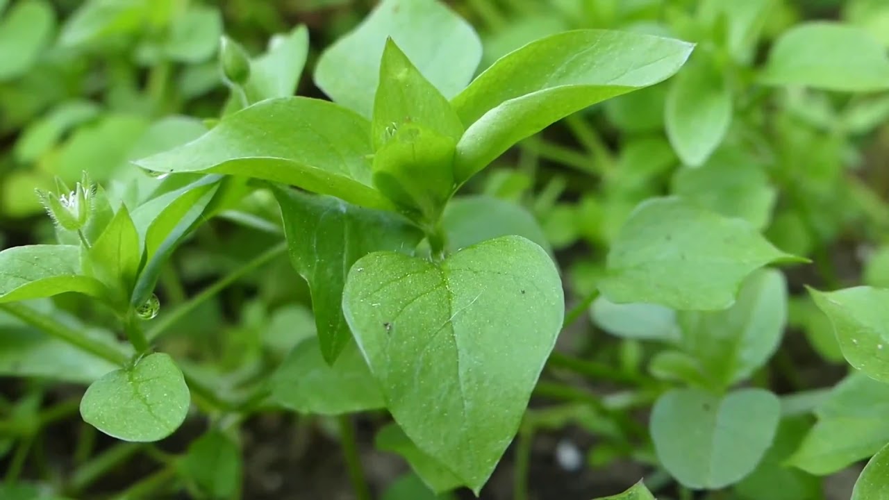 Chickweed is Food and Your Health Ally