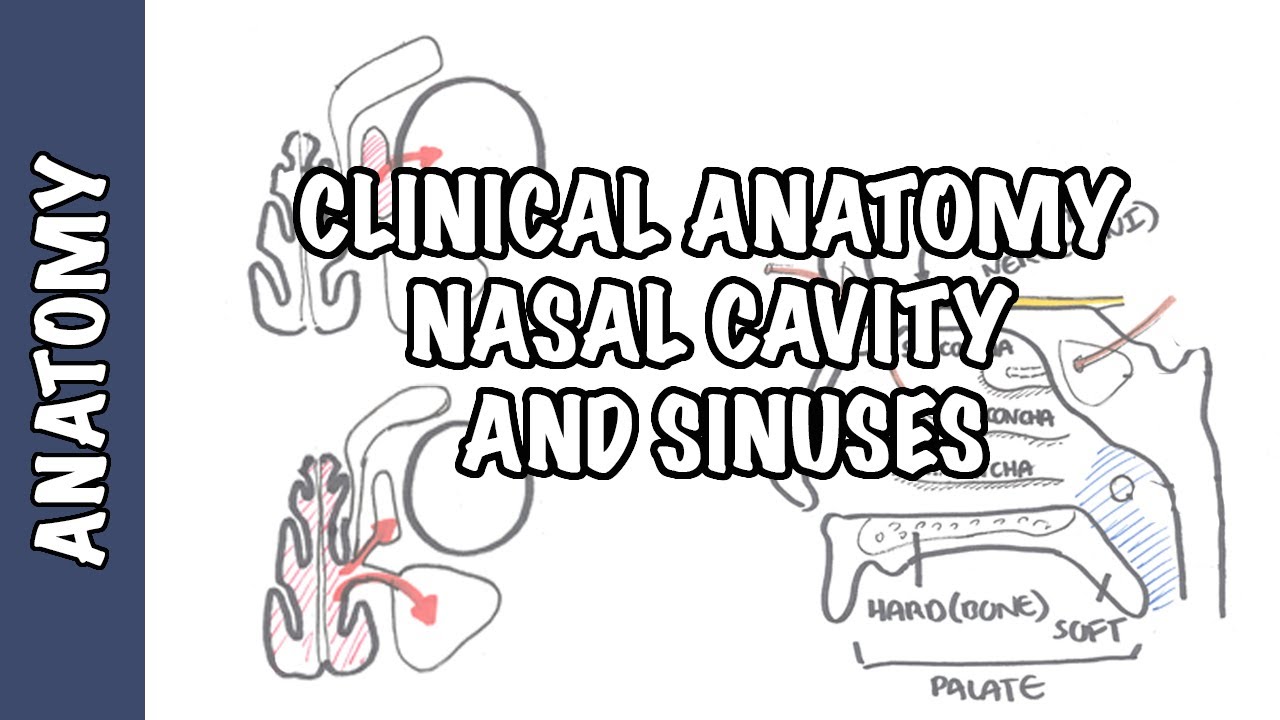 Clinical Anatomy - Nasal Cavity and Sinuses