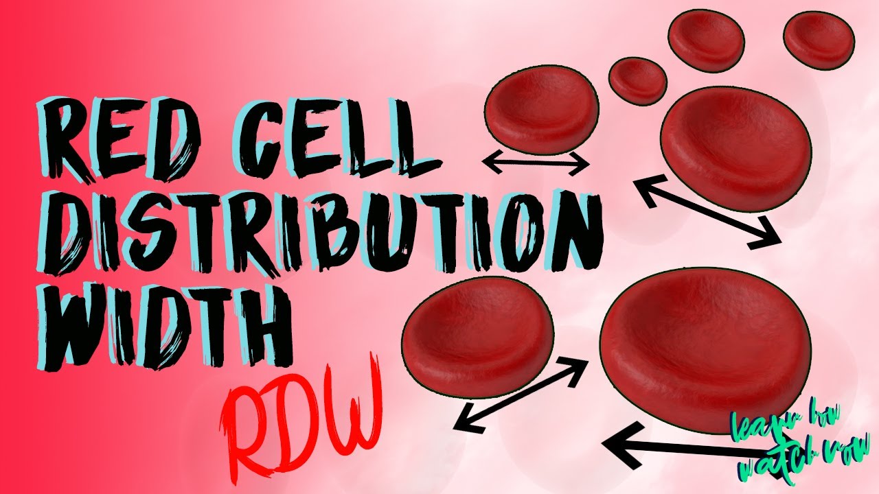 Understand Red Cell Distribution Width | RDW | RDW - CV | RDW - SD