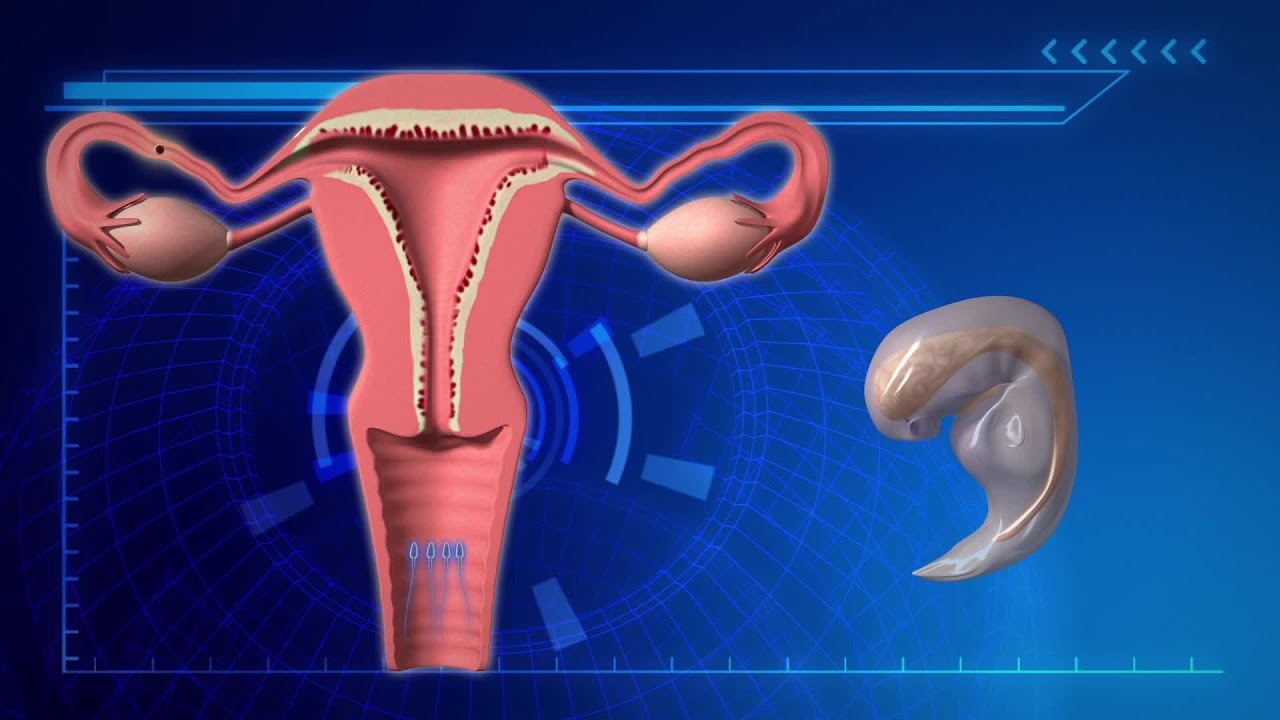 What is superfetation?