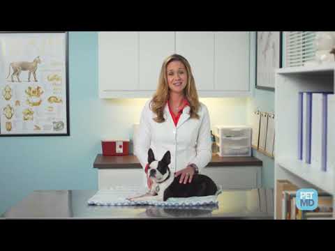 Is Benadryl Safe for My Dog?
