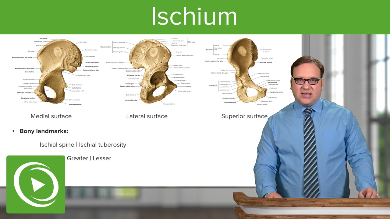 Ischium: Location, Body & Bony Landmarks – Anatomy | Medical Education Videos