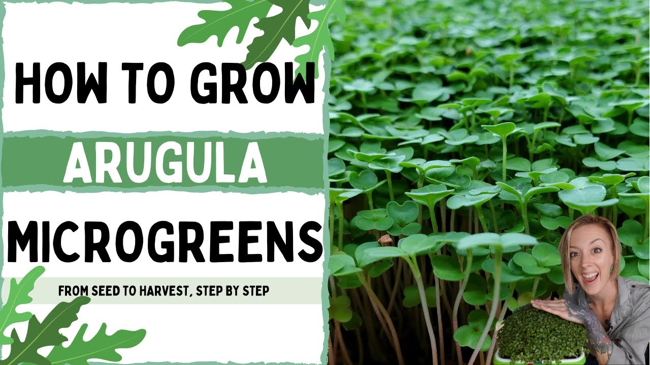 How to Grow Microgreens - Arugula - Full Walkthrough with Tips & Tricks! - On The Grow