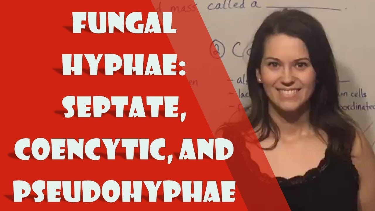 Fungal Hyphae: Septate, Coencytic, and Pseudohyphae