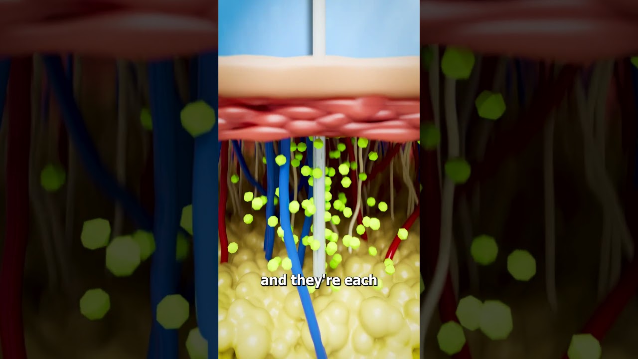How A Jellyfish Actually Stings you 😱