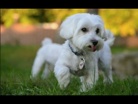 Reasons-Can Dogs Eat Bacon