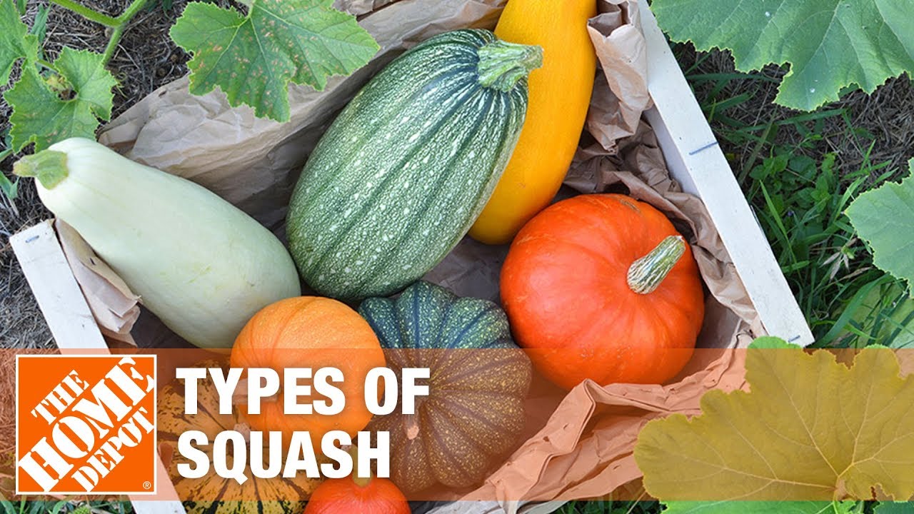 Types of Squash