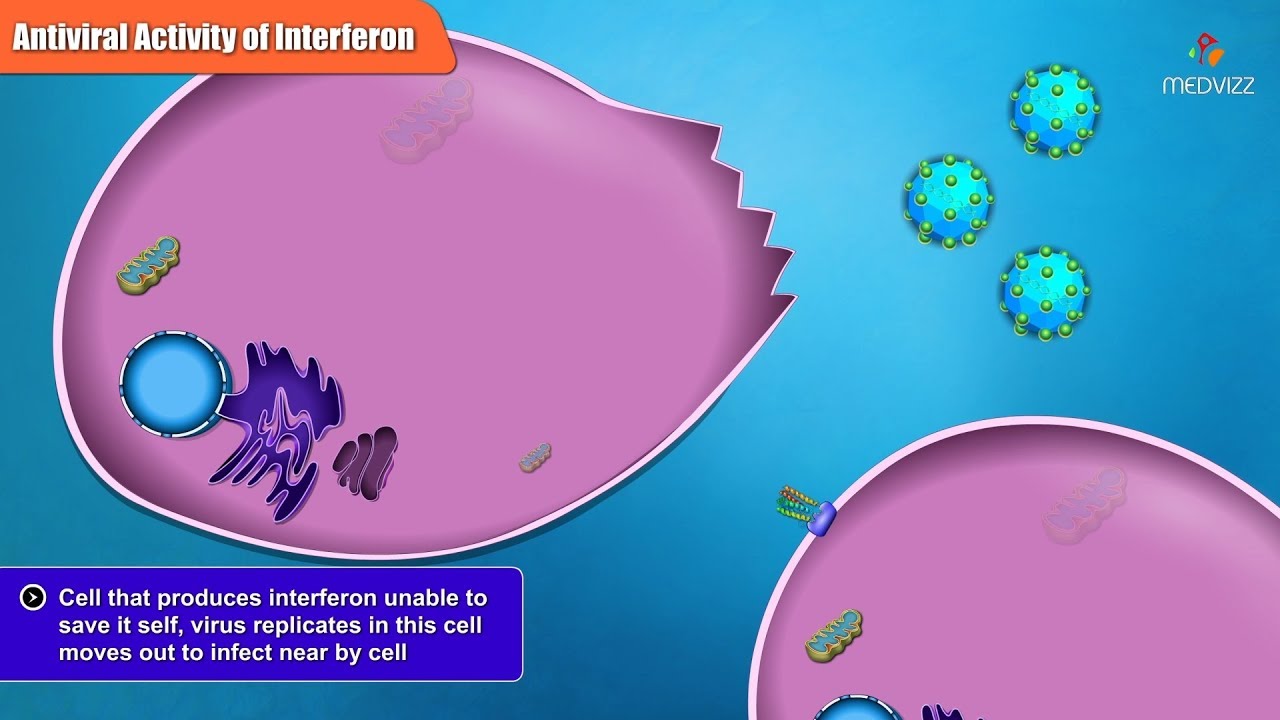 Antiviral Activities of Different Interferon Types and Subtypes