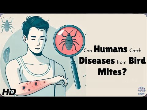 Bird Mites vs. Humans: What Happens When They Invade Your Home?
