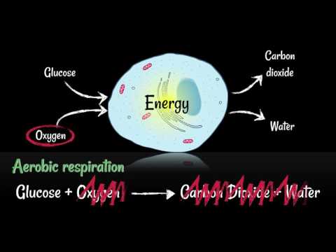 Respiration: Aerobic vs Anaerobic