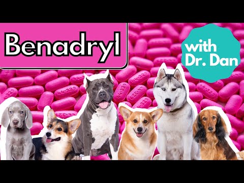 Benadryl For Dogs? Dr. Dan Explains