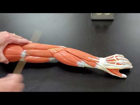 Professor Long 2401 Lab Muscles of the Arm