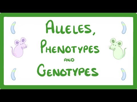 GCSE Biology - DNA Part 2 - Alleles / Dominant / Heterozygous / Phenotypes and more!