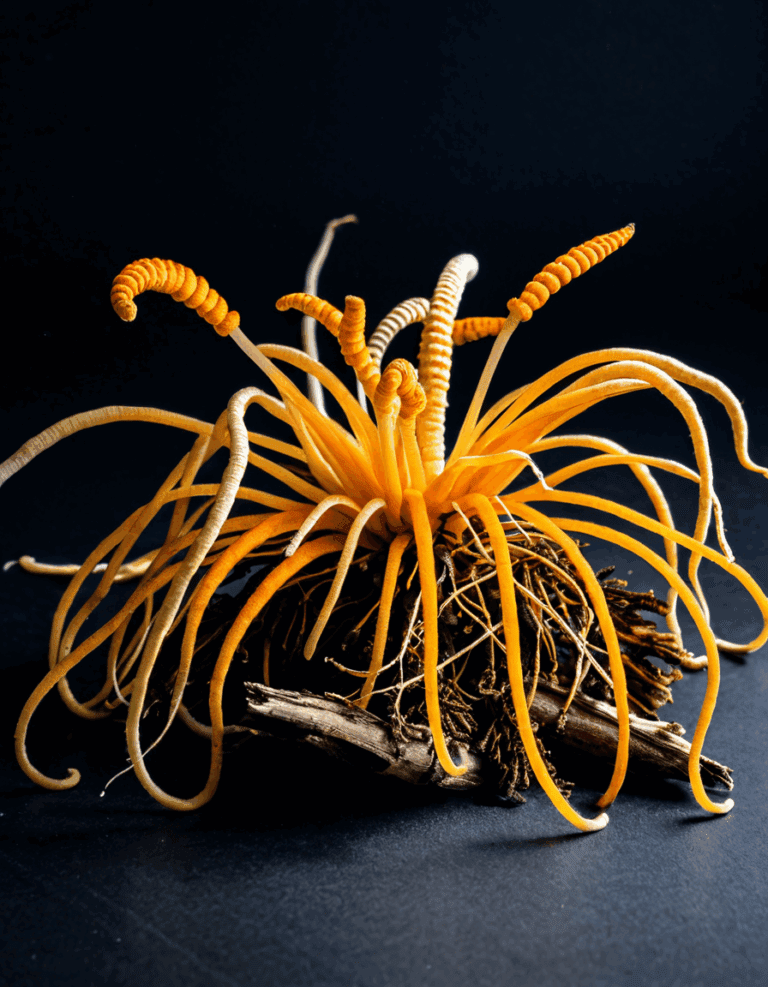 cordyceps mushroom